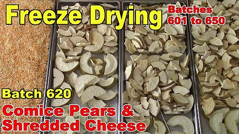 Batch 620 - Freeze Drying Comice Pears and Shredded Cheese