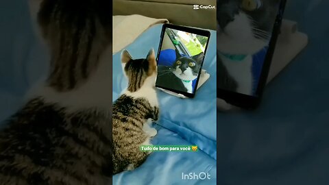 Gato vendo celular com outro gato. Gato Bartolomeu Tunico 😸