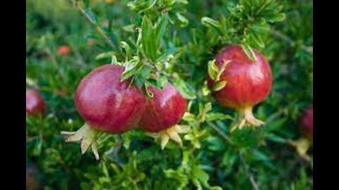 planting pomegranate at home #sunilkumarsonu2 अनार का पौधा घर में लगाना