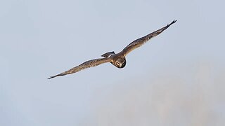 Female Northern Harrier on the Hunt, Sony A1/Sony Alpha1, 4k