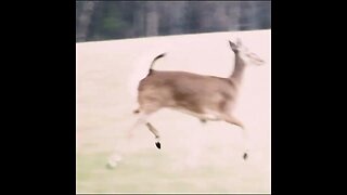 Deer Running