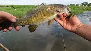 CRUSHING the Creek Smallmouth with @Wendell Fishing #creekfishing #smallmouthbassfishing #nikko