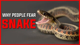 WHY DO PEOPLE SCARED OF SNAKE? | SNAKE BITE | SNAKE | ANIMAL