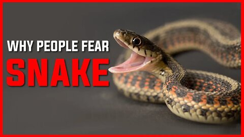 WHY DO PEOPLE SCARED OF SNAKE? | SNAKE BITE | SNAKE | ANIMAL