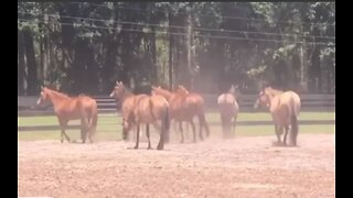 Nearly two dozen neglected horses taken to rescue group