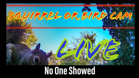 Useless LIVE - Squirrel/Bird Watch- Stream 5