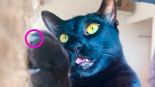 Black Kitty Chasing After A Fly That Only He Can See 🤔