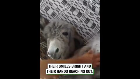 Donkey Enjoys Hammock Time