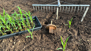 Transplanting Sweet Corn