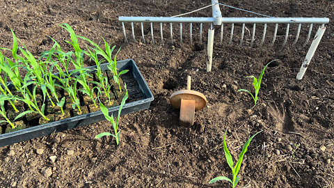 Transplanting Sweet Corn