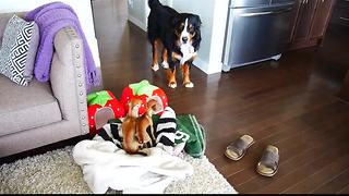 Crazy chihuahua puppies irritate Bernese Mountain Dog