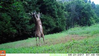 Wildlife trail cameras capture epic fight between two bucks in Tennessee