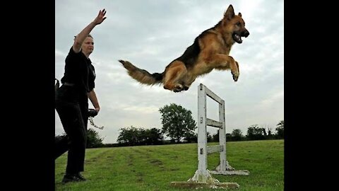 fully trained German Shepherd Dogs...