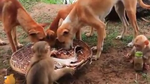 Mukbang Eating Of Dog With Monkey