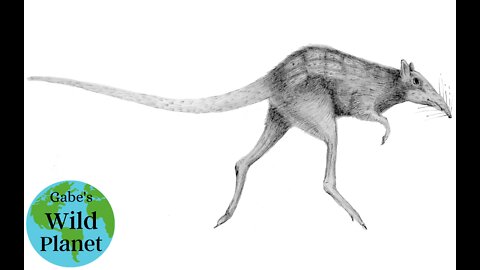 Leptictidium: Early Eocene Mammal