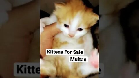 #fitoor #kittens #cutecat #catlover #forsale #youtubeshorts