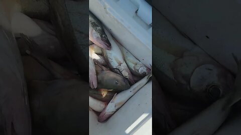 07-07-2023 some catfish and walleye ..