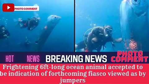 Frightening 6ftong ocean animal accepted to be indication of forthcoming fiasco viewed as by jumpers