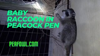 Baby Raccoon In Peacock Pen, Peacock Minute, peafowl.com