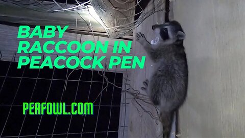 Baby Raccoon In Peacock Pen, Peacock Minute, peafowl.com