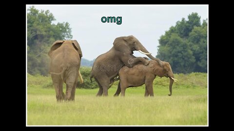 How do elephants mateing have you seen ever || Wild Animal #elephants