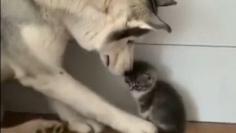 Husky loves the kitten very much