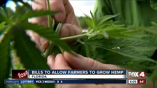 Bill creating hemp as Florida crop OK'd by Senate panel