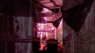 No. 782 – Mylar Space Blanket Indoor Greenhouse #Shorts