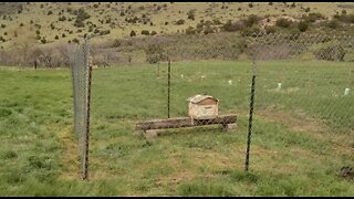 Fencing in the Bees