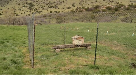 Fencing in the Bees