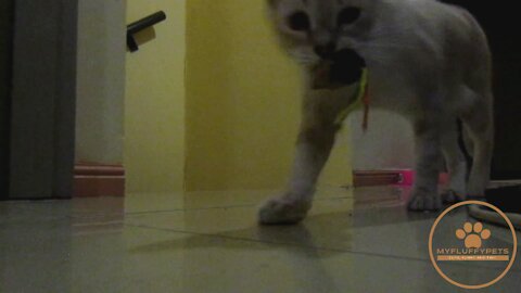 Cat fetches Mouse