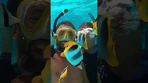 Cuteness overload… #shorts #underwaterworld #fish #diving #coralgarden #frenchpolynesia #sailing