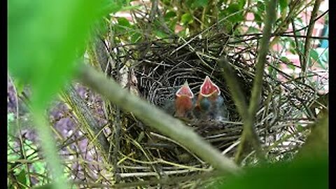 May 20, 2022 - The Baby Cardinals Have Hatched!