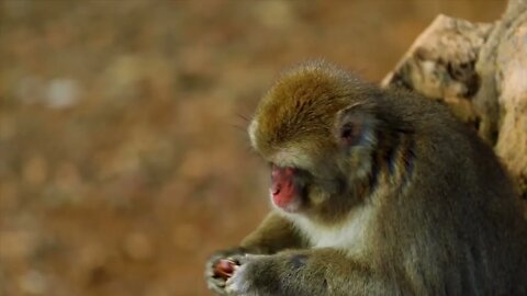 The little monkey is so cute.