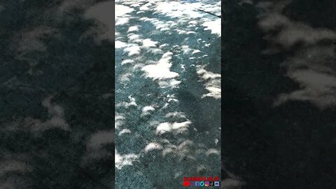 Amazing Solar Eclipse through tree leaves. Eclipse shadows everywhere. #solareclipse #Eclipse #viral