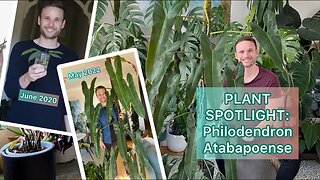 Plant Spotlight - Philodendron atabapoense