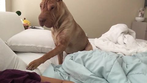 Well Mannered Pooch Wakes His Owner In The Gentlest Possible Way