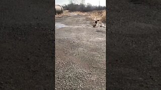 Pheasant In A Rock Quarry! #pheasanthunting #goldenretriever