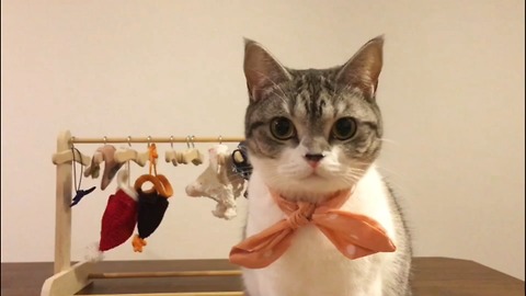 It's nice clothes for a princess cat
