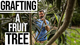 How To Graft a Fruit Tree/ Grafting Fruit Trees