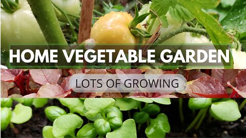 Home Vegetable Garden | Beginner Friendly & chemical Free