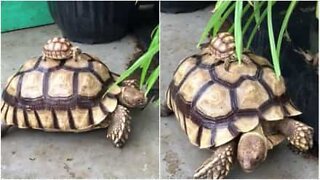 Baby turtle rides an adult turtle