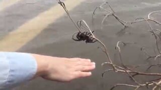 Ragno gigante si appende a un ramo per sfuggire all'inondazione!