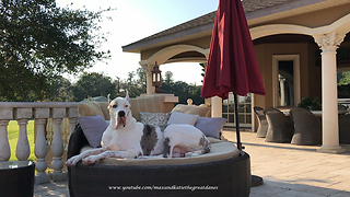 Funny Talking Great Danes Relax on Deck Loungers