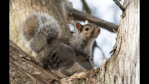 Dog Chases Squirrel While It Runs Up Trees