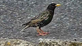 IECV NV #220 - 👀 Starling Walking Up The Road 4-21-2016