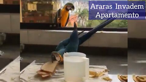 Arara Invades Apartment