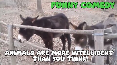 Animals are more intelligent than you think! - Funny Comedy - LaughingSpreeMaster