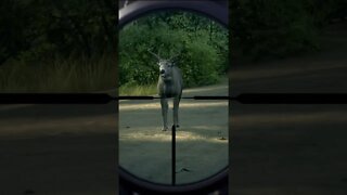 VITAL SHOTS 19 🦌🎯 - Way of the Hunter Animal Reactions #shorts