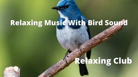 Relaxing Music With Bird Sound for Sleeping || Bird Sound, Relaxing Music ,Nature Sound